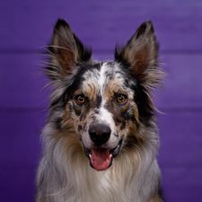 Blue tricolor merle border collie with mask