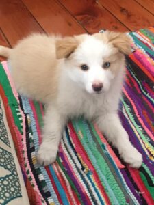 Gold and white border collie puppy with heterochromia