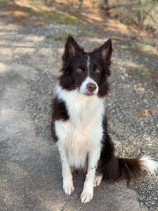 Brown, red, chocolate border collie